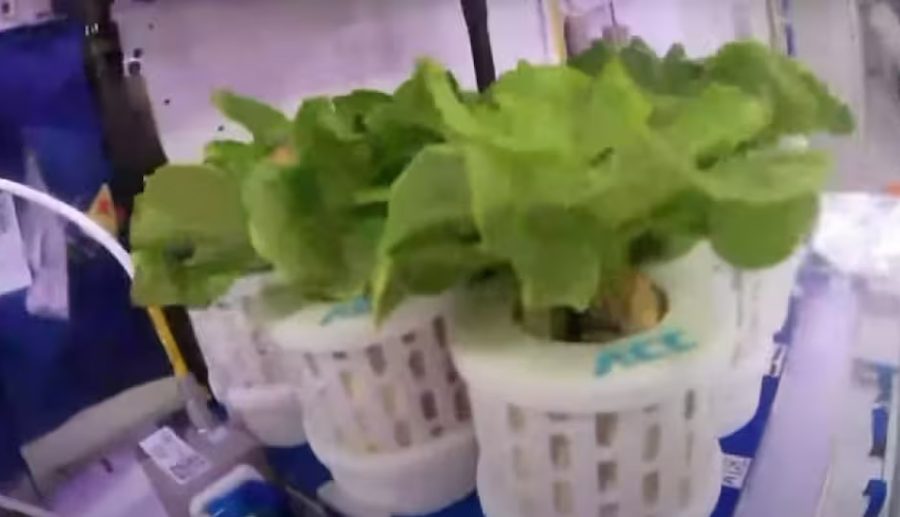 चीनले अन्तरिक्षमा सफलतापूर्वक उब्जायो साग र टमाटर