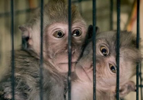 पशु क्रूरता भिडियोका लागि टेक कम्पनीले ठूलो जरिवाना तिर्नुपर्ने