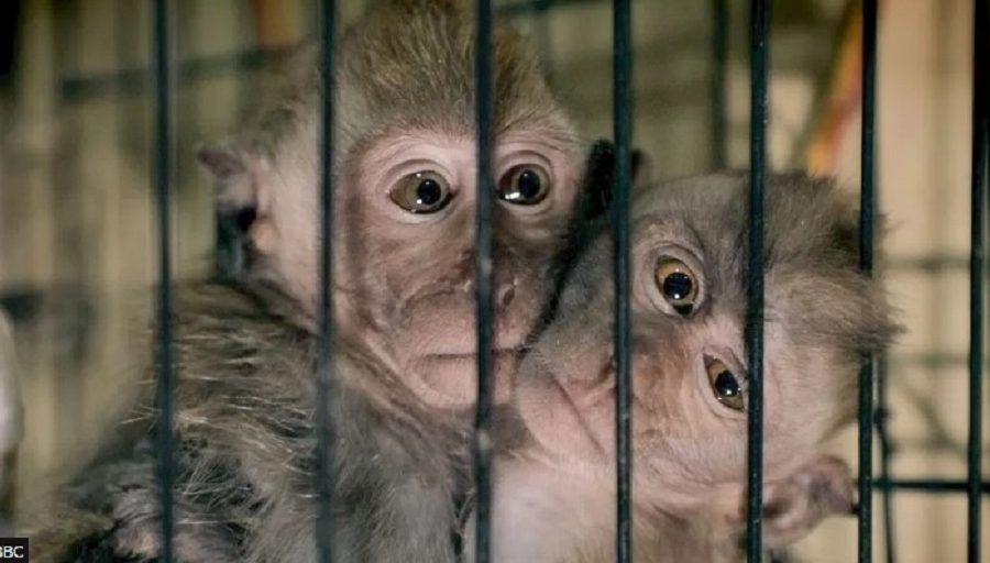 पशु क्रूरता भिडियोका लागि टेक कम्पनीले ठूलो जरिवाना तिर्नुपर्ने