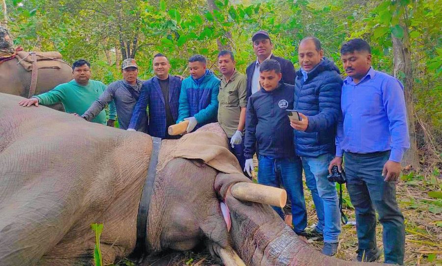 ध्रुवे हात्तीलाई रेडियोकलर जडान