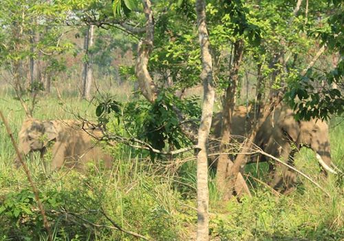 ध्रुवे हात्तीलाई रेडियोकलर जडान गरिँदै