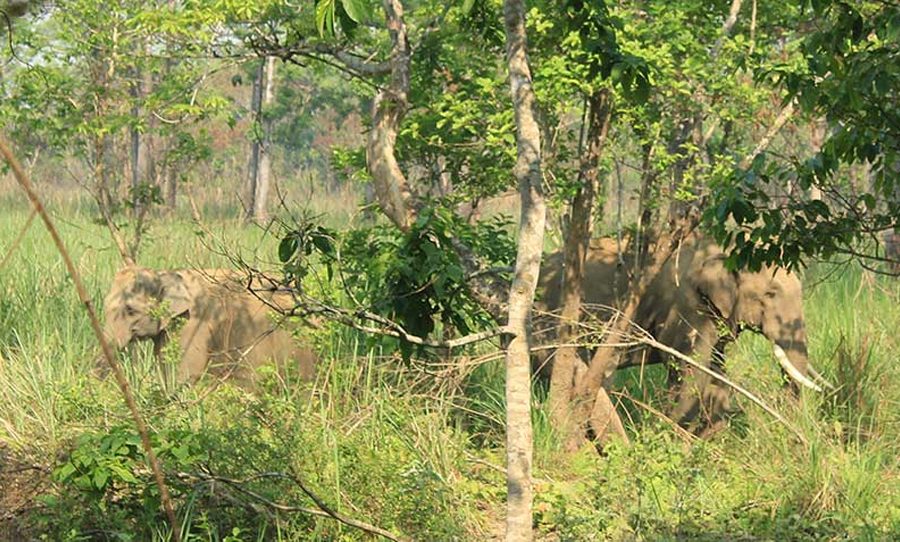 ध्रुवे हात्तीलाई रेडियोकलर जडान गरिँदै