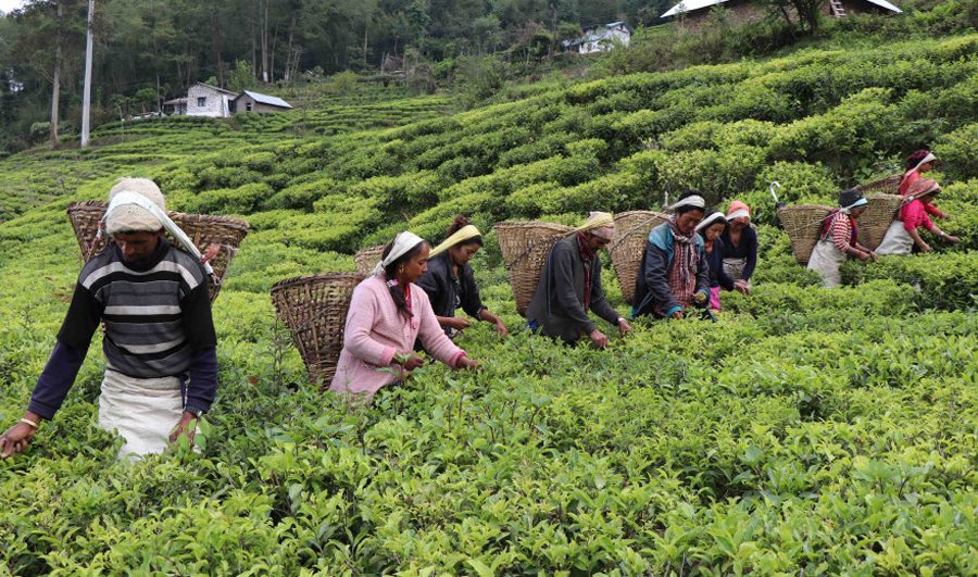 चिया प्रविधिकाे पढाइ सुरु