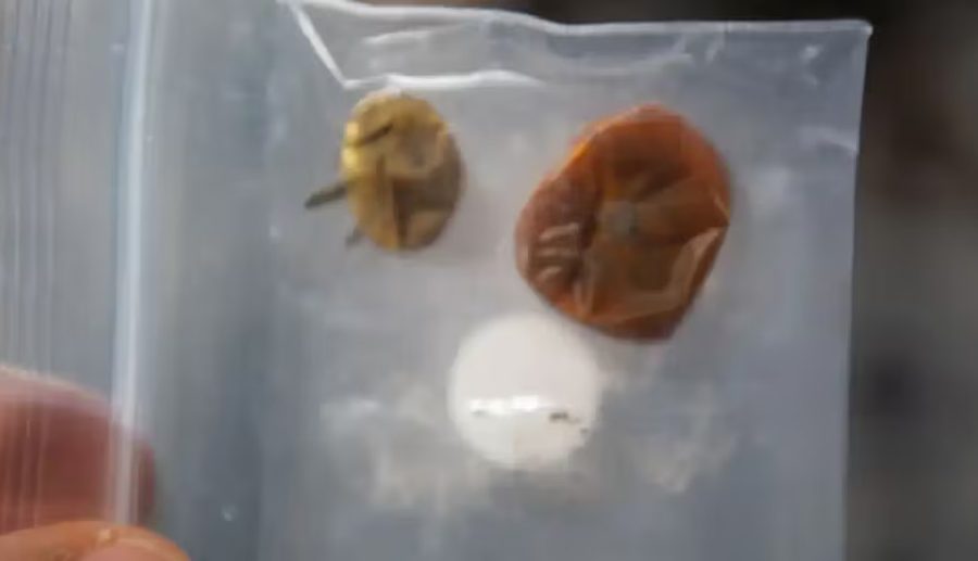 आठ महिनादेखि अन्तरिक्षमा हराएको टमाटर भेटियो, नासाले शेयर गर्यो भिडियो