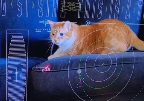 नासाले लेजरको मद्दतले सुदूर अन्तरिक्षबाट प्रशारण गर्यो बिरालोको भिडियो