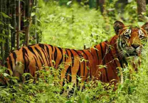 क्यामरा ट्यापिङ्बाट बाघको अवस्था बुझ्दै निकुञ्ज