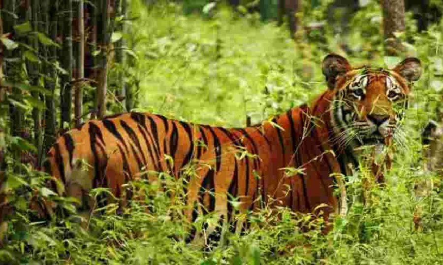 क्यामरा ट्यापिङ्बाट बाघको अवस्था बुझ्दै निकुञ्ज