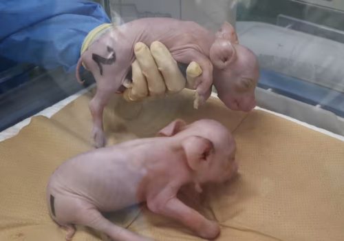 जापानी स्टार्टअपद्वारा अंग दानका लागि आनुवंशिक रूपमा इन्जिनियरीङ्ग गरिएका सुँगुर तयार