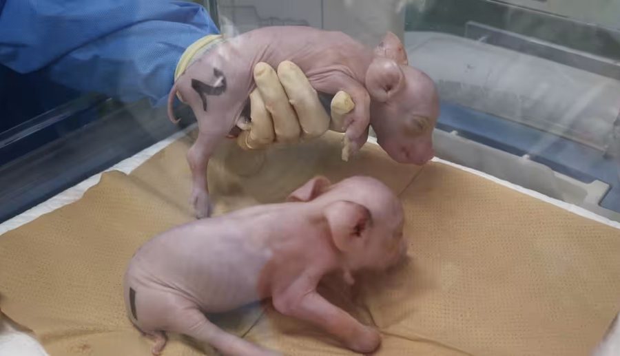 जापानी स्टार्टअपद्वारा अंग दानका लागि आनुवंशिक रूपमा इन्जिनियरीङ्ग गरिएका सुँगुर तयार