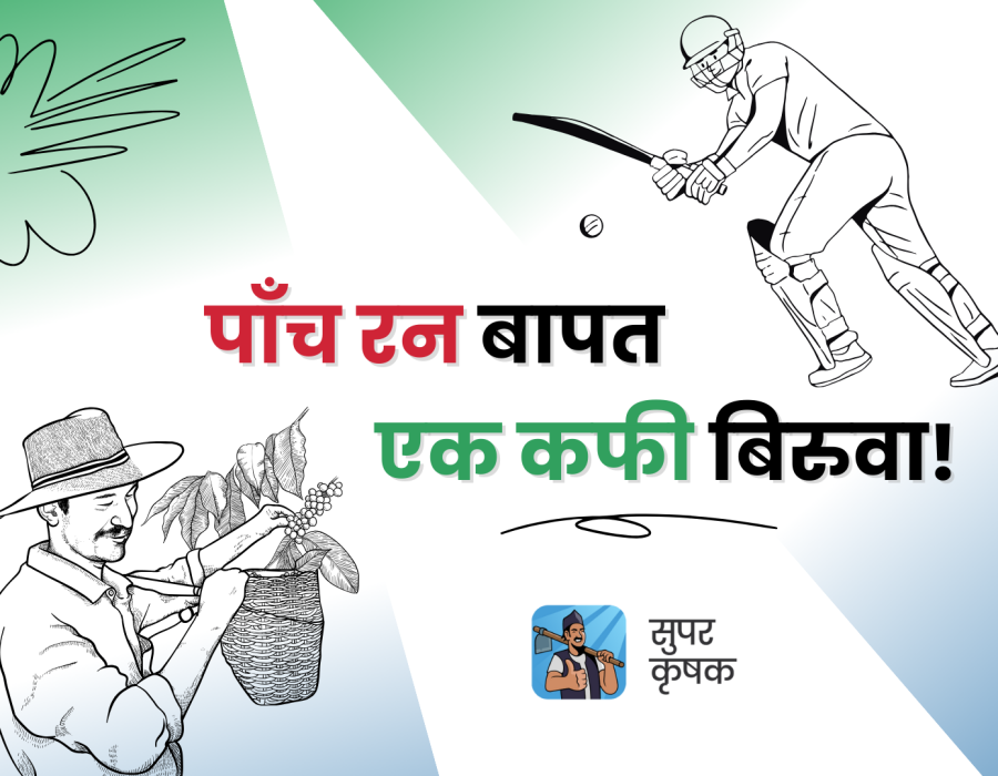 टि-२० विश्वकपमा नेपाली खेलाडीको प्रत्येक ५ रनको लागि ‘सुपर कृषक एप’ले कफी बिरुवा वितरण गर्ने