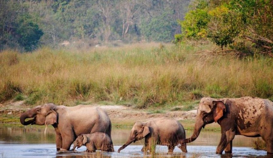 वन्यजन्तु नियन्त्रण गर्न स्वचालित बत्ती जडान