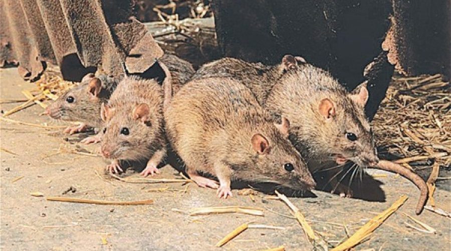 विश्वमा पहिलो पटक नयाँ प्रविधिमार्फत वैज्ञानिकहरु टाढैबाट मुसाको ‘मस्तिष्क नियन्त्रण’ गर्न सफल