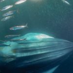 मरियाना ट्रेञ्चबाट आउने आश्चर्यजनक आवाजको रहस्य बाहिरियो