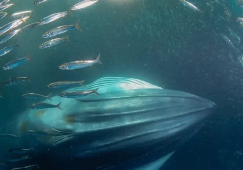 मरियाना ट्रेञ्चबाट आउने आश्चर्यजनक आवाजको रहस्य बाहिरियो