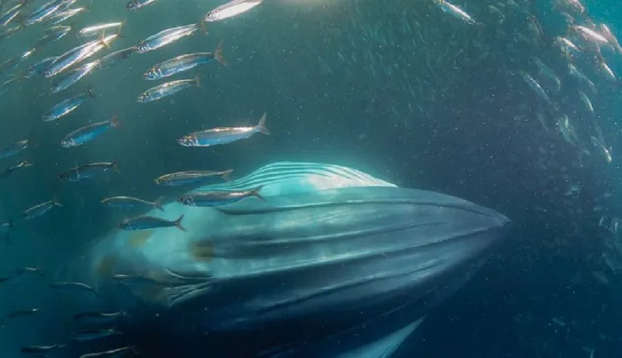 मरियाना ट्रेञ्चबाट आउने आश्चर्यजनक आवाजको रहस्य बाहिरियो