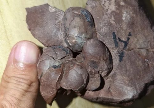 चीनमा उत्खननका क्रममा भेटियो ८ करोड वर्ष पुरानो डाइनासोरको अण्डा
