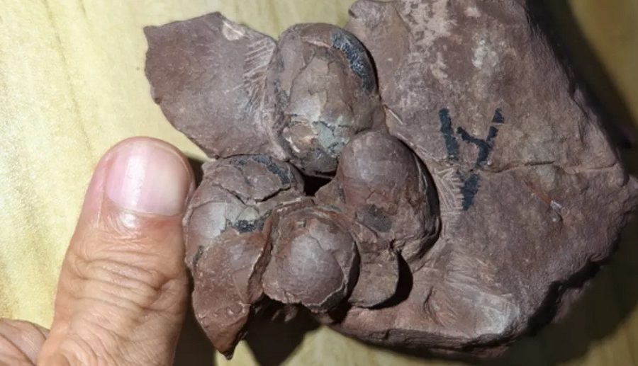 चीनमा उत्खननका क्रममा भेटियो ८ करोड वर्ष पुरानो डाइनासोरको अण्डा