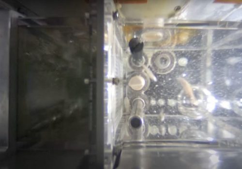 तियाङगोङ स्पेस स्टेशनमा ‘जेब्राफिश’ प्रजातिको माछा हुर्काउँदै चीन