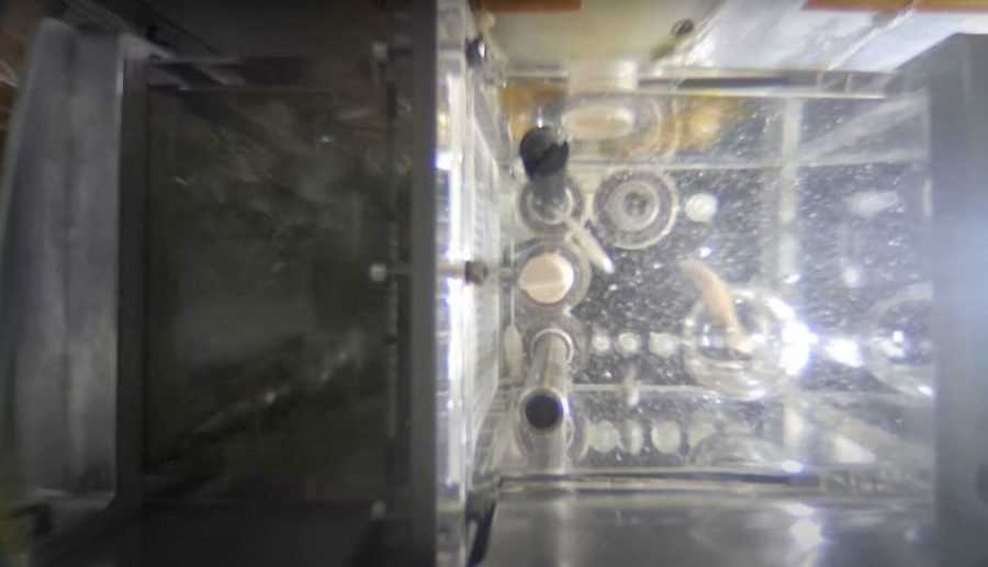 तियाङगोङ स्पेस स्टेशनमा ‘जेब्राफिश’ प्रजातिको माछा हुर्काउँदै चीन