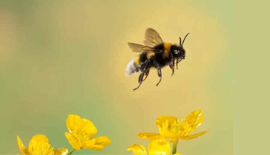 नेपालमा पहिलो पटक आर्टिफिसियल इनसेमिनेसन प्रविधिबाट मौरीको रानु उत्पादन