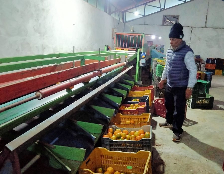 छपन्न लाखको मेसिनबाट स्याङ्जामा सुन्तला ग्रेडिङ