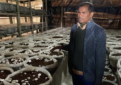 सामाजिक सञ्जालको सदुपयोग: यूट्युब हेरेर च्याउखेती गरेका जनप्रतिनिधिको लोभलाग्दो कमाई