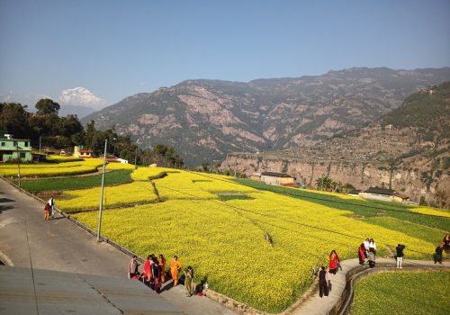 म्याग्दीको रत्नेचौरका तोरीबारीमा टिकटक बनाउनेको भीड