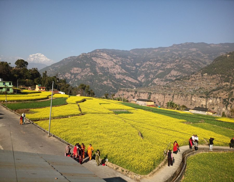 म्याग्दीको रत्नेचौरका तोरीबारीमा टिकटक बनाउनेको भीड