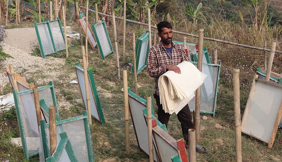 डिजिटल मिडियाको प्रभाव: इन्टरनेटमा हेरेकै भरमा केराको खम्बाबाट कागज उत्पादन