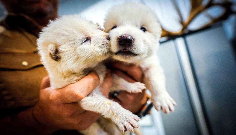 जेनेटिक एडिटिङमार्फत १० हजार वर्ष पहिले लोप भएको ब्वाँसोको प्रजाति जन्माउन वैज्ञानिकहरु सफल