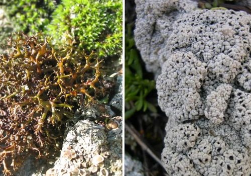 पृथ्वीमा पाइने यी जीव रूपी हाइब्रिड लाइकनहरू मङ्गल ग्रहमा पनि बाँच्न सक्ने: वैज्ञानिकहरु