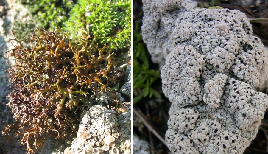 पृथ्वीमा पाइने यी जीव रूपी हाइब्रिड लाइकनहरू मङ्गल ग्रहमा पनि बाँच्न सक्ने: वैज्ञानिकहरु