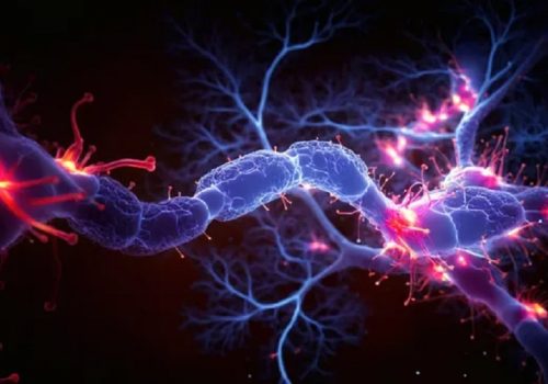 परम्परागत सिलिकन-आधारित हार्डवेयरलाई मानव न्युरोनसँग जोड्ने नयाँ प्रकारको कम्प्युटर खरिदका लागि उपलब्ध