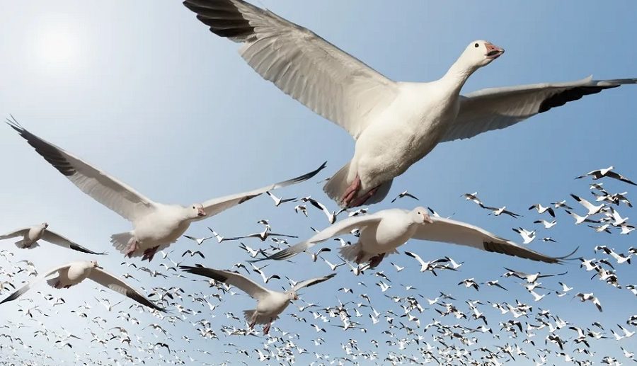 चराहरुलाई परको ठाउँ वा देशसम्म पुगेर आफ्नै ठाउँ फर्कन कुन नेभिगेशन प्रविधिले सघाउँछ? यसको रहस्य के हो?