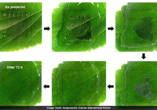कोरियाली वैज्ञानिकहरूद्वारा पानीमा घोलिने मेमोरी डिभाइस विकास