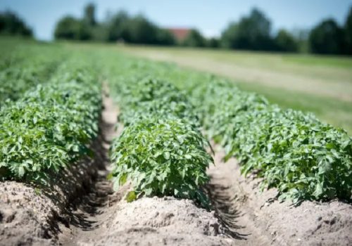 आलुबालीमा रहेका समस्या झेलिरहेका किसानहरूलाई मद्दत गर्न एप विकास गरिँदै