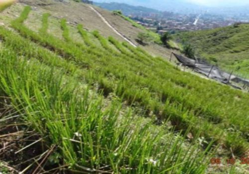 पहिरो रोकथाम गर्न ‘बायो इञ्जिनियरिङ’ प्रविधि