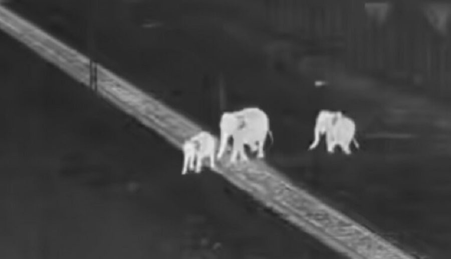 भारतमा हात्तीहरूलाई सुरक्षित रूपमा ट्रयाकहरू पार गर्न एआई–सञ्चालित प्रणालीलले मद्दत गर्दै