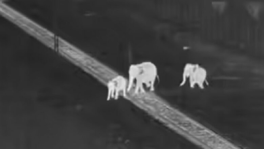 भारतमा हात्तीहरूलाई सुरक्षित रूपमा ट्रयाकहरू पार गर्न एआई–सञ्चालित प्रणालीलले मद्दत गर्दै