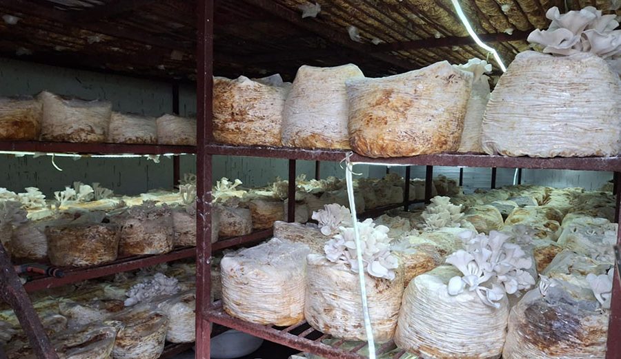 कम्प्युटर इञ्जीनीयरिङ गरेका युवाको च्याउखेती