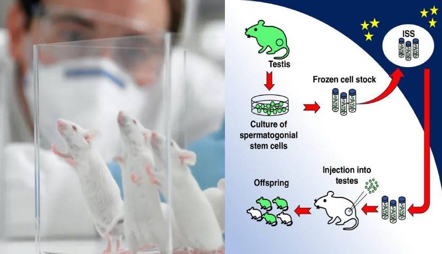 पृथ्वी बाहिर पनि सन्तान जन्माउन सकिने, मुसामा गरियो परीक्षण
