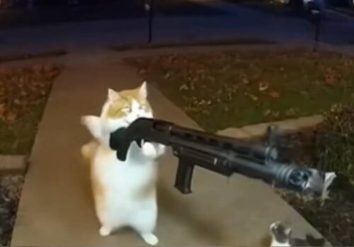 इन्टरनेटमा नयाँ ट्रेण्ड: एआईद्वारा बनाइएका ‘हतियारधारी बिरालाहरू’ भाइरल