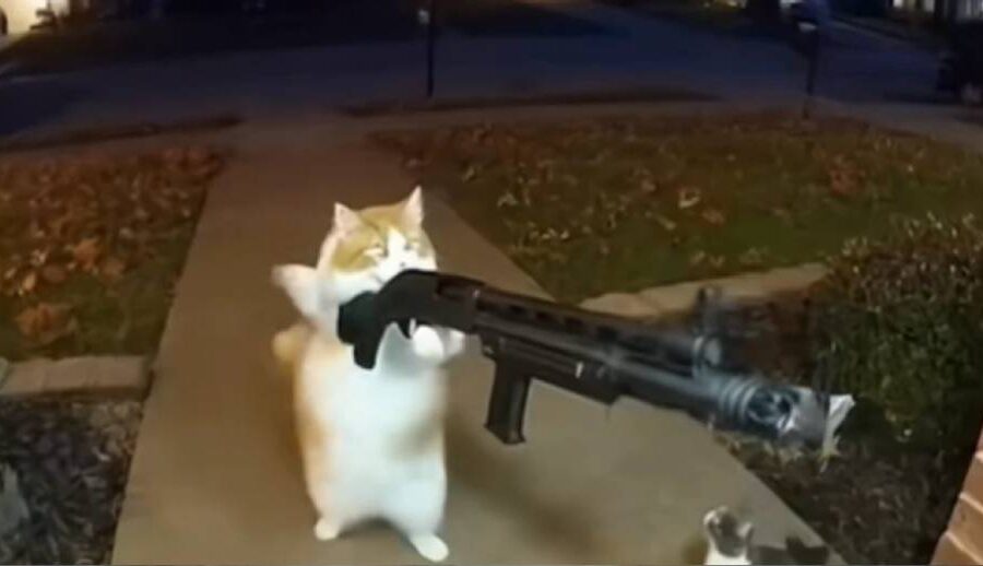 इन्टरनेटमा नयाँ ट्रेण्ड: एआईद्वारा बनाइएका ‘हतियारधारी बिरालाहरू’ भाइरल