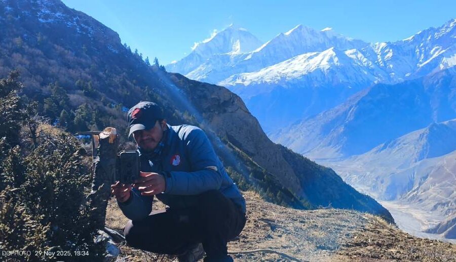 मुस्ताङमा हिउँ चितुवा अध्ययन गर्न ‘क्यामरा ट्यापिङ’ गरिँदै