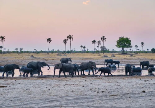 Tech tracking to tackle human-wildlife conflict in Zimbabwe