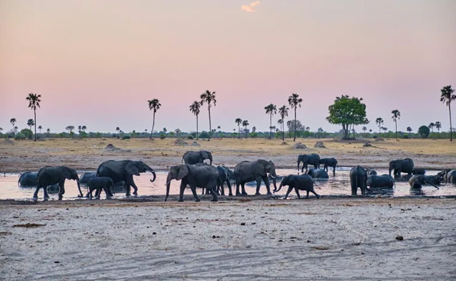 Tech tracking to tackle human-wildlife conflict in Zimbabwe
