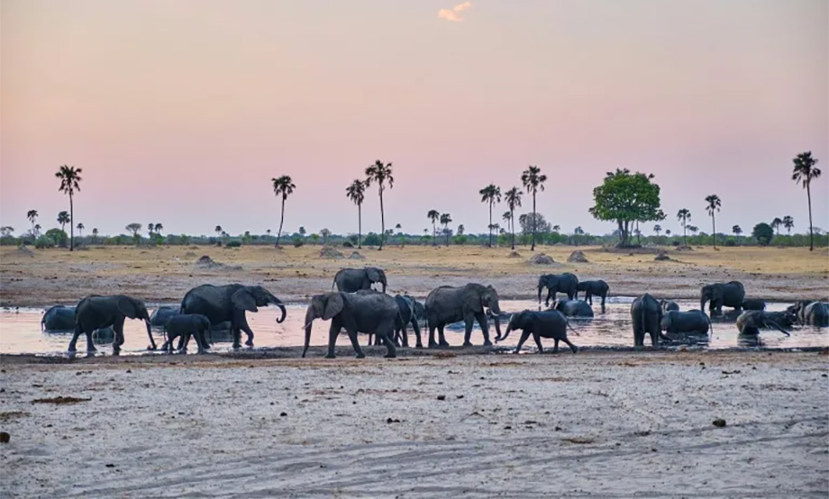 Tech tracking to tackle human-wildlife conflict in Zimbabwe