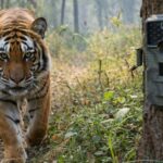 चितवन राष्ट्रिय निकुञ्जमा क्यामरा ट्यापिङ गरी बाघ गणना सुरु