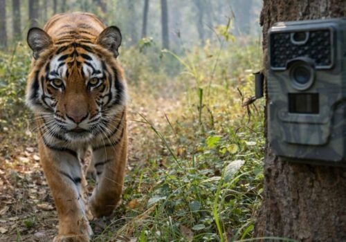 चितवन राष्ट्रिय निकुञ्जमा क्यामरा ट्यापिङ गरी बाघ गणना सुरु