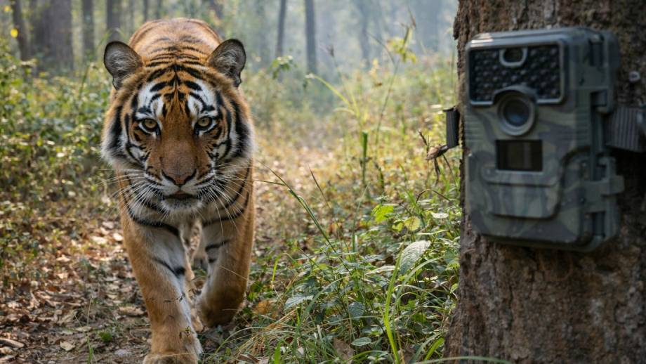 चितवन राष्ट्रिय निकुञ्जमा क्यामरा ट्यापिङ गरी बाघ गणना सुरु